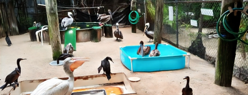 Marathon Wild Bird Center