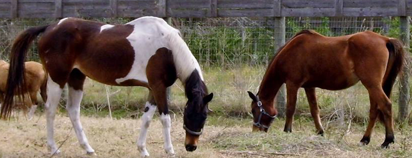 Farmhouse Animal & nature Sanctuary