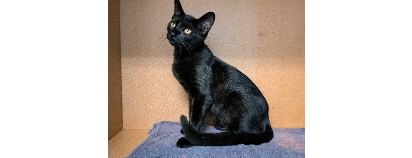 Edgewater Animal Shelter