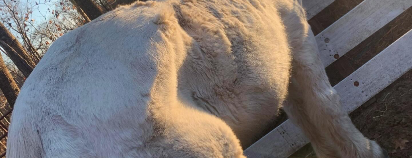 Heart and hooves rescue and Sanctuary