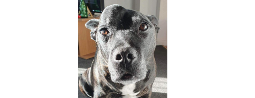 Staffie Smiles Rescue