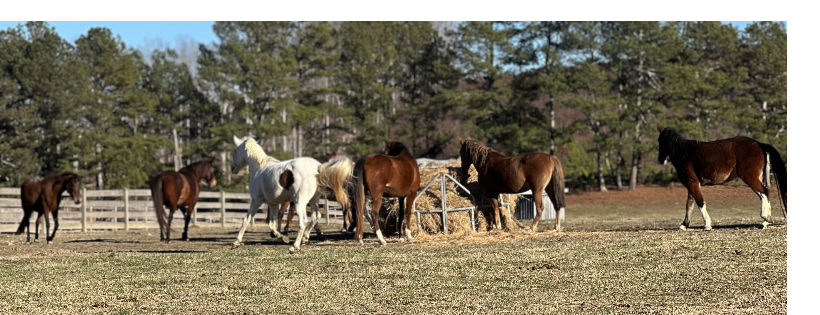 Red Clay Ranch Equine Rescue and Sanctuary, Inc