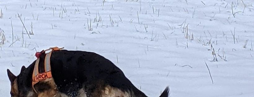 German Shepherd Search and Rescue Dog Association