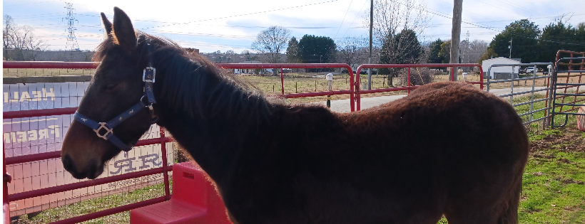 Rocky Ridge Horse Rescue