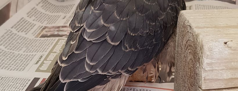 The Raptor Foundation