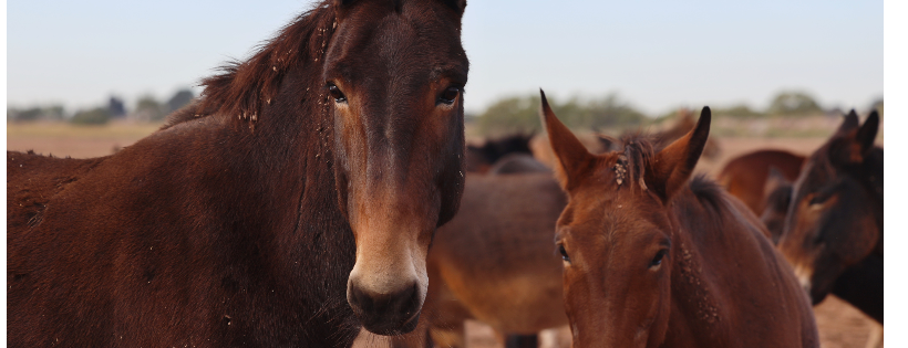 Lost Meadows Mule Refuge, San Angelo, TX