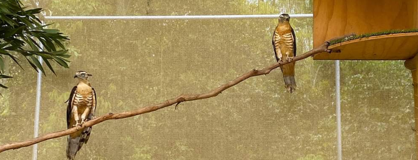 Wildlife & Raptor Care Queensland Inc.