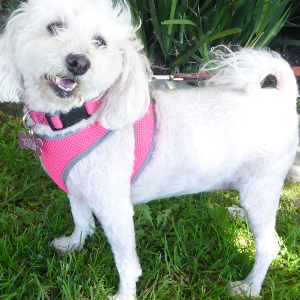 Dogsway Dog Rescue Society