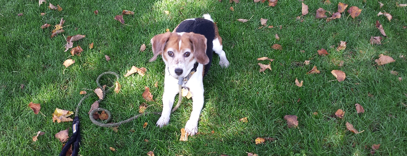 Little Orphans Animal Rescue - Montello, WI