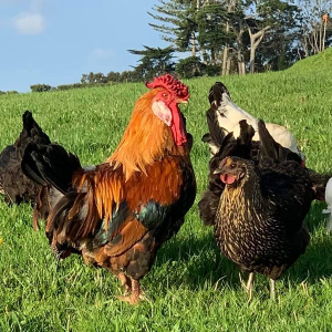 Folley Farm Animal Sanctuary