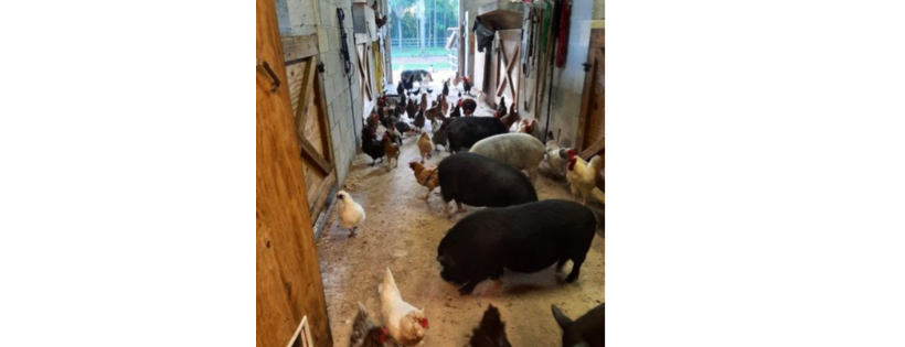 Pigs & Pals Farm Rescue, Inc.