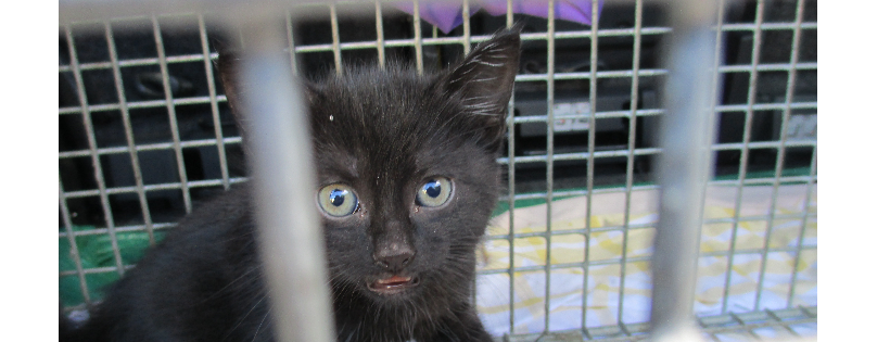 Stray Cats New Zealand Trust