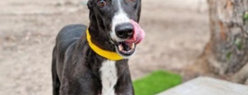 Greys4Pets Inc