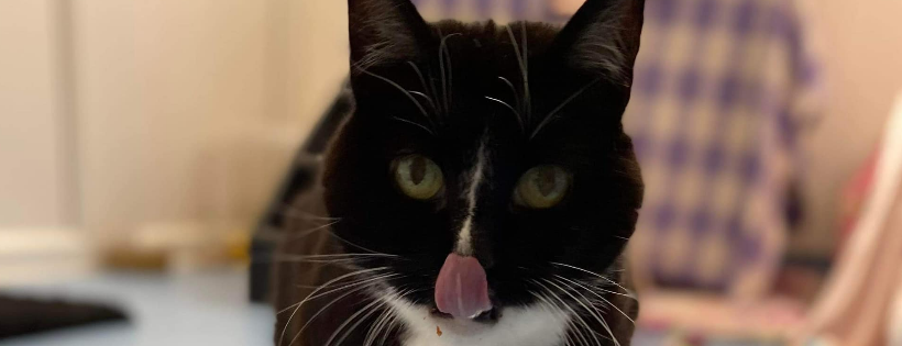 RSPCA Isle of Wight