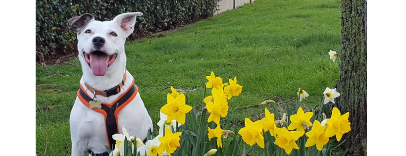 Freshfield Animal Rescue
