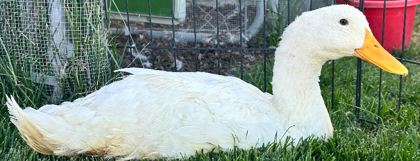 For Duck's Sake