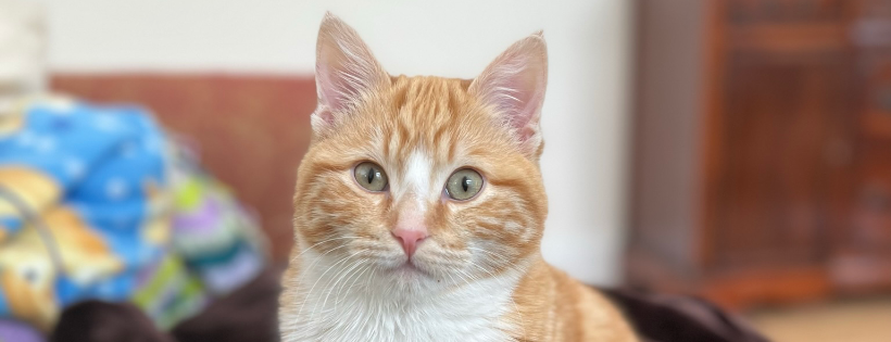 Spicy Cats Rescue