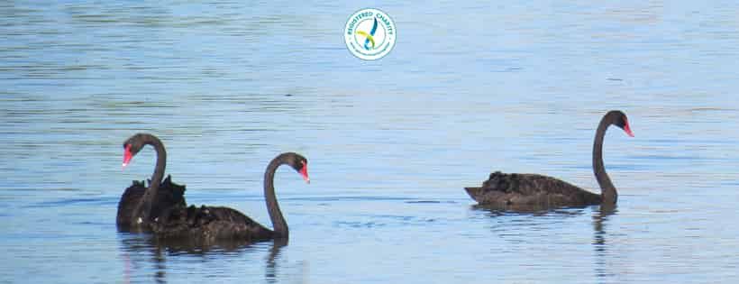 Pelican and Seabird Rescue Inc