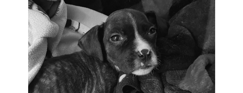 Determined To Rise Animal Foundation