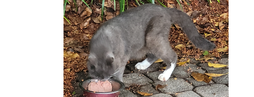 For the Love of Cats, Inc.