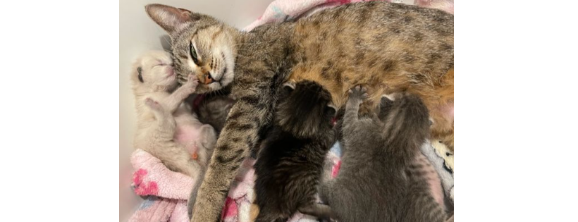 QTKittens, Inc.