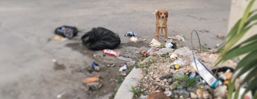 Street Dog Hero