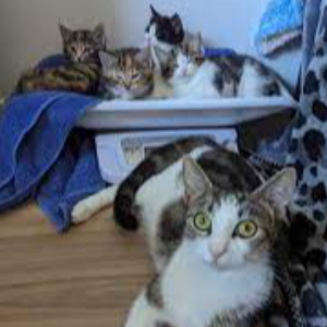 Romeo’s Cat Rescue Logo