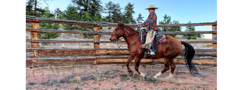 Wild Horse Outreach & Advocacy