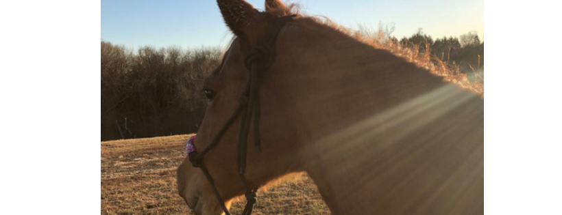Sunny Hill Sanctuary