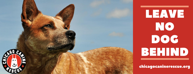 Chicago Canine Rescue
