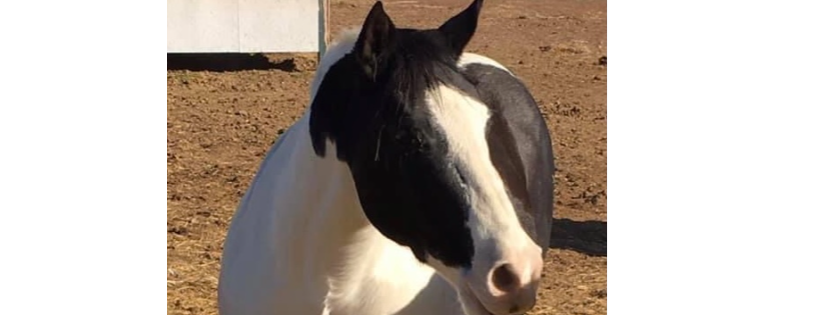 Miracle Horse Rescue
