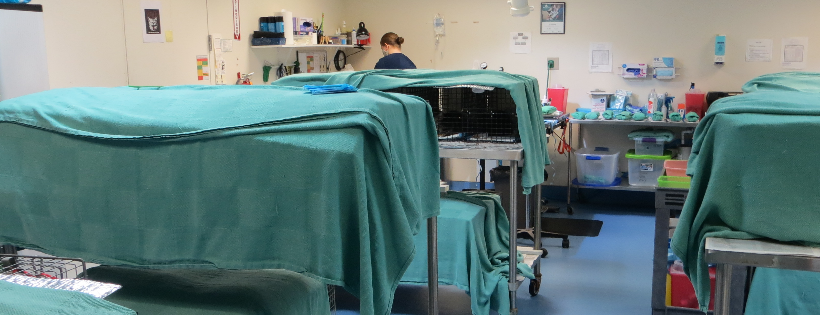 The Nobody's Cats Foundation