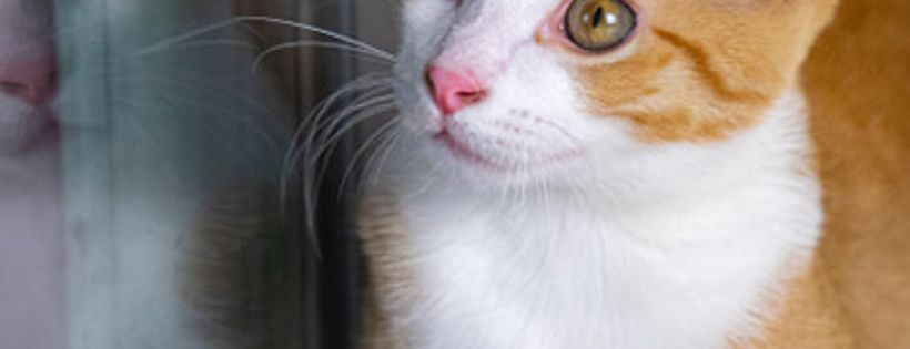 Little Mews Rescue