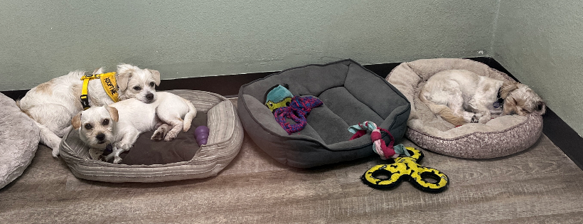 The Pet Adoption Center of Orange County