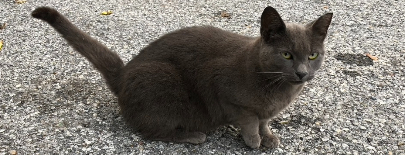 Guardian Angel Cat Rescue, Inc.