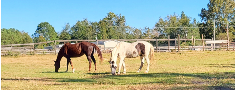 Star Canine and Equine Rescue INC.