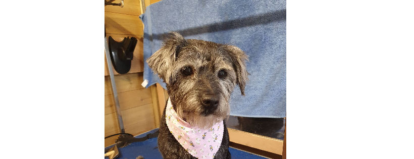 Patterdale & Lakeland Terrier Rehome UK