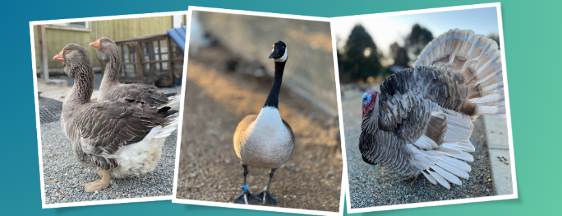 Carolina Waterfowl Rescue