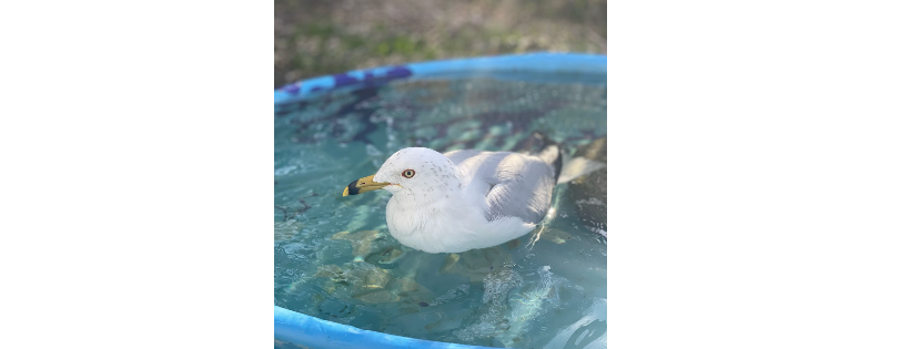 Outer banks Wildlife Shelter