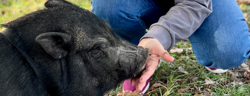Randy’s Rescue Ranch