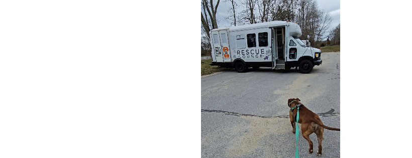 Rescue Lounge