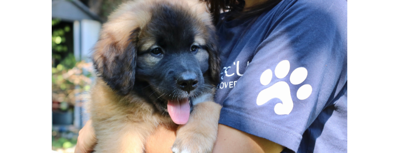 Sea Paws Rescue