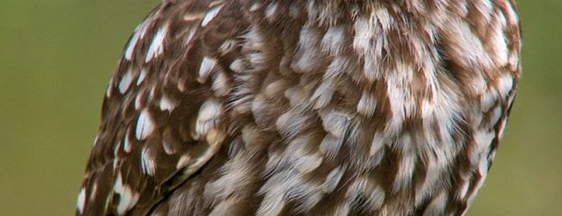Honeybank Raptors