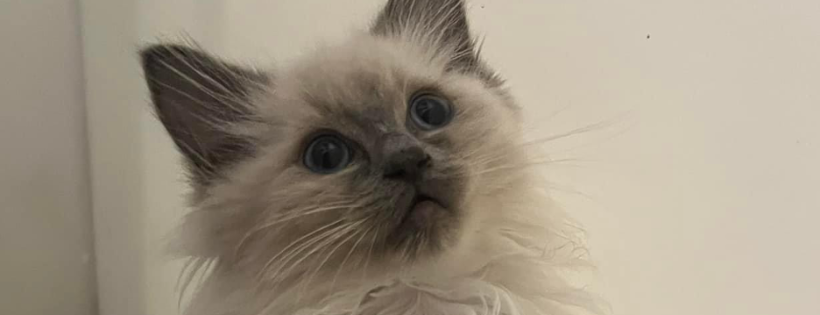 Independent Cat Rescue Prestwich