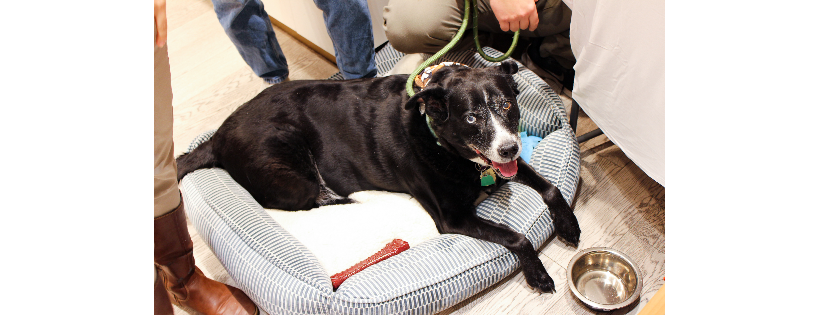 632 Canine Rescue