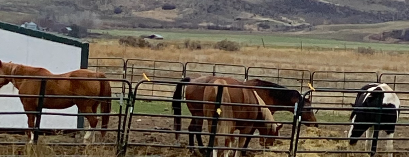 Miracle Horse Rescue