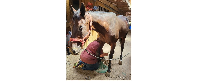 Chasing Rainbows equine rescue and sanctuary