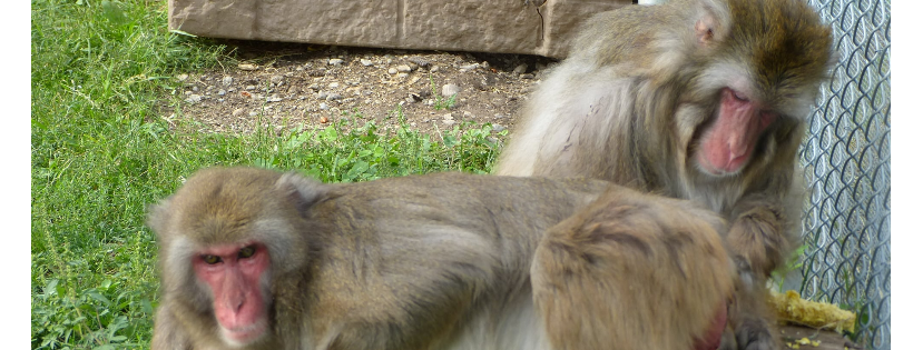 Story Book Farm Primate Sanctuary