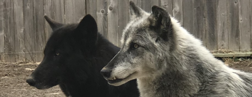 Wolf Creek Habitat & Rescue