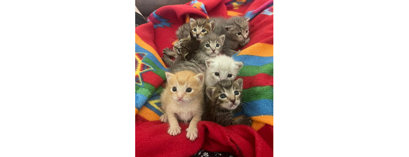 Kitten Crossing Rescue Inc.